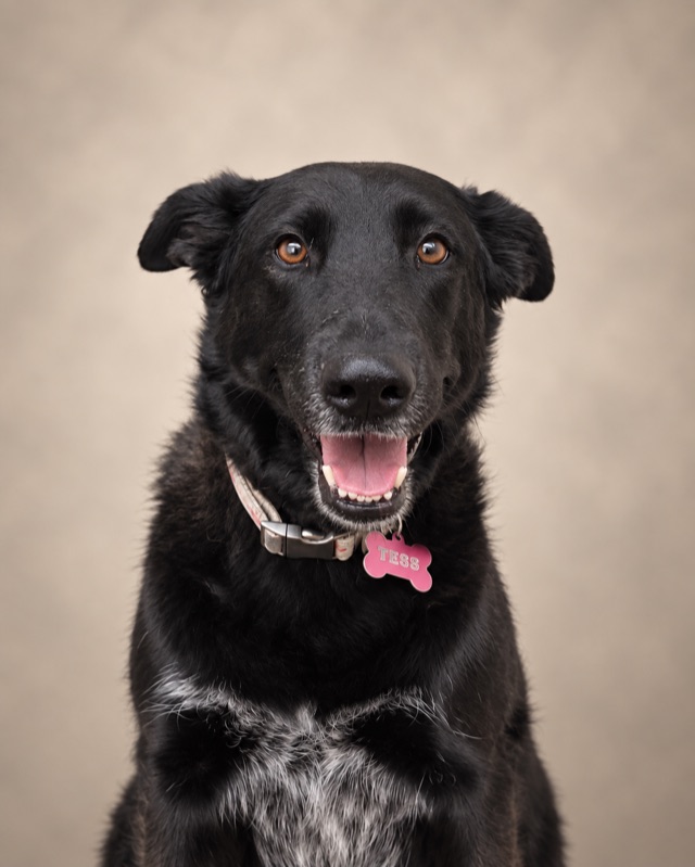 Tess, the office dog